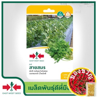 East-West Seed เมล็ดพันธุ์ผักชี (coriander seeds) สายสมร เมล็ดพันธุ์ผัก เมล็ดพันธุ์ ผักสวนครัว ตราศรแดง男装/花园/通心菜/内裤/帽子/手