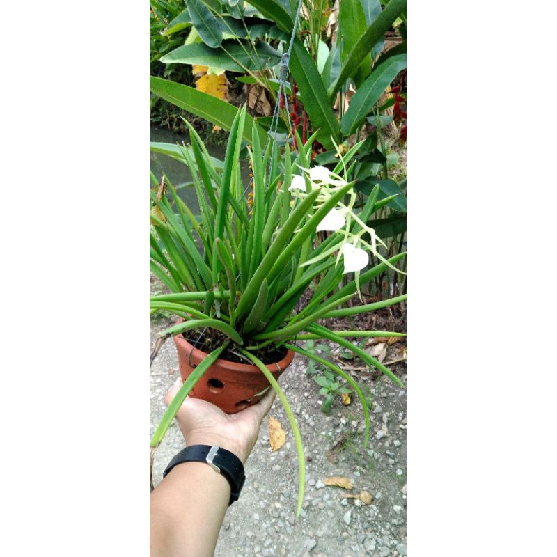 กล้วยไม้เจ้าหญิงรัตติกาล(Brassavola nodosa)