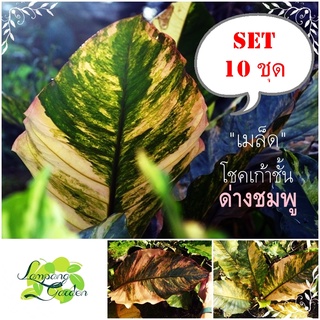 🌱【10 ชุด】เมล็ดโชคเก้าชั้น【ด่างชมพู】แบบคละต้นแม่ด่างชมพู 5 เมล็ด/ชุด ไม้กระถาง ไม้ฟอกอากาศ เมล็ดพันธุ์(ไม่ใช่ต้นพืช)👑