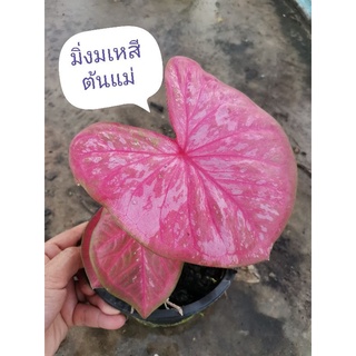 มิ่งเมหสีบอนสี​ บอนหา​ยาก​