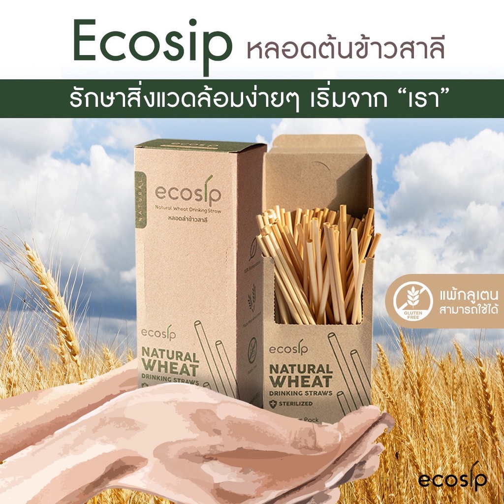หลอดลำข้าวสาลี Natural wheat straw หลอดจากธรรมชาติ ขนาด 20 cm. 500 หลอด (500หลอด/กล่อง)