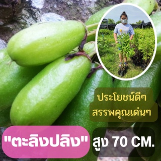 ผลไม้รสเปรี้ยว 1 ต้น ต้นตะลิงปลิง (ขนาดใหญ่) ตะลิงปลิง สูง 80 ซม. ต้นพันธุ์พร้อมปลูก ต้นพันธุ์ตะลิงปลิง ต้นพร้อมส่ง