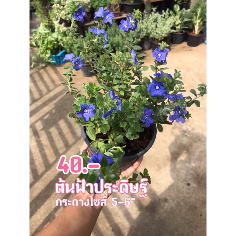 ต้นฟ้าประดิษฐ์ ไม้ดอก ทนแดด ดอกสีฟ้าสวยๆพร้อมกระถาง6-5"