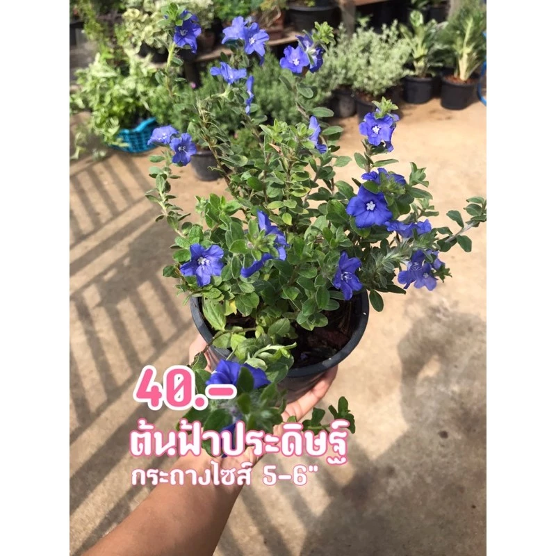ต้นฟ้าประดิษฐ์ ไม้ดอก ทนแดด ดอกสีฟ้าสวยๆพร้อมกระถาง6-5"