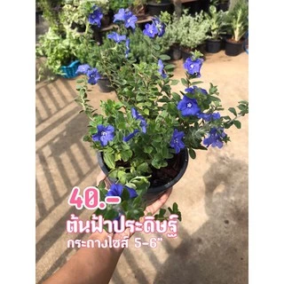ต้นฟ้าประดิษฐ์ ไม้ดอก ทนแดด ดอกสีฟ้าสวยๆพร้อมกระถาง6-5"