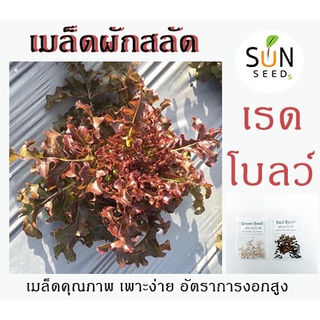 เมล็ดสลัดเรดโบลว์ (Red Bowl) 10 บาท 100-120 เมล็ด เพาะง่าย อัตราการงอกสูง ผัก เมล็ดผัก เมล็ดพันธุ์ สลัด ผักสลัด