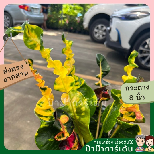 มุมมอง 2