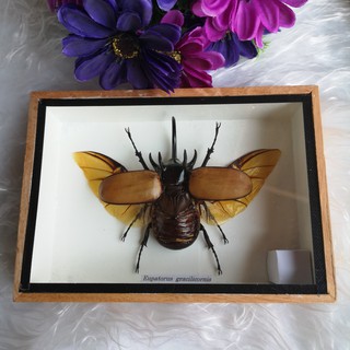 กว่าง5เขา แมลงตัวอย่าง ศึกษา ของสะสม ของขวัญ ของแต่งบ้าน แขวนผนัง Real Eupatorus Gracilicornis Frame Box Case Insect