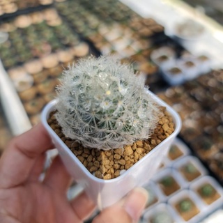 แมมมิลาเรีย ขนนกขาว หรือแมมขนนกขาว Mammillaria plumosa แคคตัส กระบองเพชร