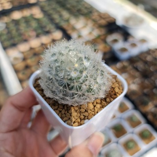 แมมมิลาเรีย ขนนกขาว หรือแมมขนนกขาว Mammillaria plumosa แคคตัส กระบองเพชร