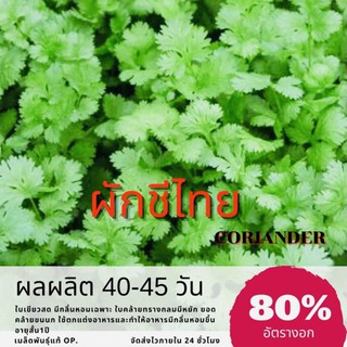 เมล็ดพันธุ์ ผักชีไทย 10 กรัม Coriander ผักชี ✅ราคาถูก🪴ปลูกง่าย ปลูกไว้ทานกินเอง🔥ซื้อ10แถม1 คละได้🔥