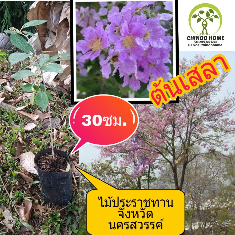 ต้นเสลา สูงท30ซม. ไม้มงคล ไม้ประราชทาน จังหวัด นครสวรรค์ เสลา ตะกูล ต้น ...