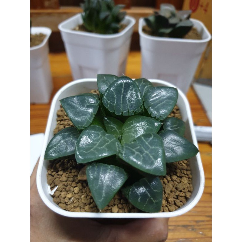 Haworthia  Tuki kage "Moon Shadow"