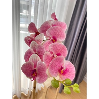 ช่อกล้วยไม้ฟาแลนด์ใหญ่ 9ดอก [สูง105 ซม.]