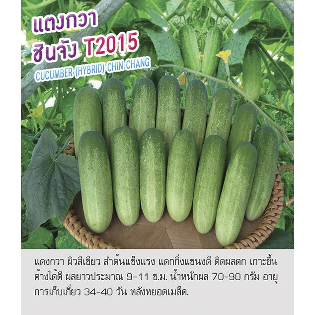 เมล็ดพันธุ์ แตงกวาไทย สายพันธุ์ชินจัง 2015 -Cucumber Chin Chang ตราดอกแตง เมล็ดพันธุ์ เมล็ดผัก คุณภาพดี