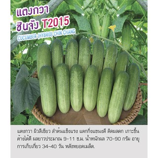 เมล็ดพันธุ์ แตงกวาไทย สายพันธุ์ชินจัง 2015 -Cucumber Chin Chang ตราดอกแตง เมล็ดพันธุ์ เมล็ดผัก คุณภาพดี