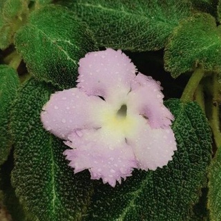 Episcia "Lilacina"(ดอกสีม่วง)กระถาง4นิ้ว