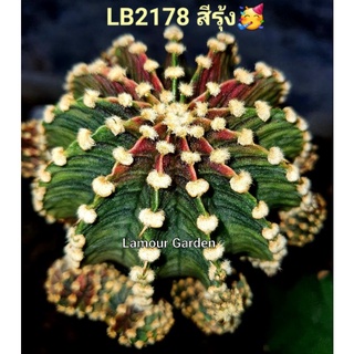 หน่อเด็ดสด แคคตัส (Gymno) "LB2178 ด่างแท้ สีรุ้ง" 🥳