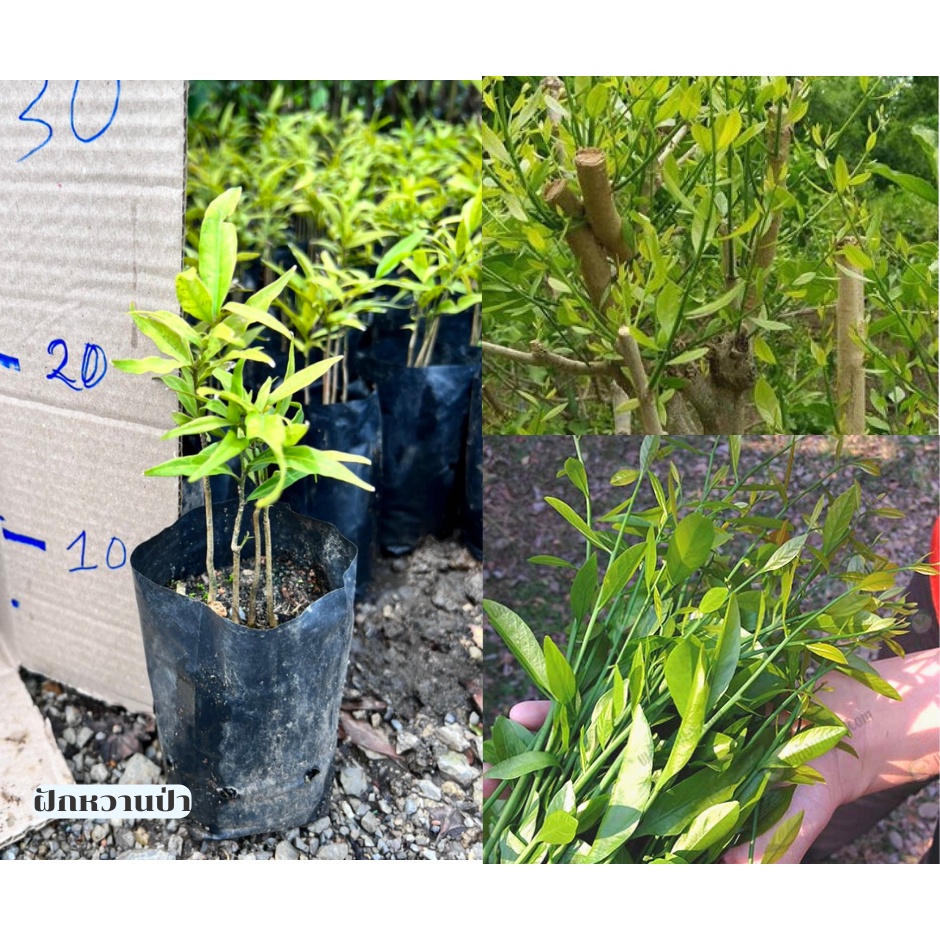 ต้นผักหวานป่ายอดเหลือง พันธุ์สีทอง (เพาะเมล็ด) ต้นกล้าแข็งแรงพร้อมปลูก(WSV)