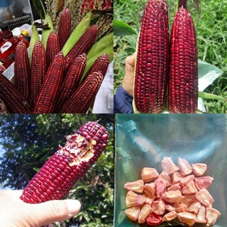 เมล็ดพันธุ์ข้าวโพด ราชินีทับทิมสยาม(Siam Ruby Queen)สีม่วงสด..ทานสดก็อร่อย.ของแท้100%