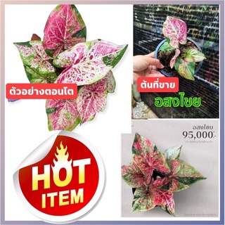 อสงไขย บอนสี อสงไขย บอนหน้าเทพ แรร์ไอเทม (จัดส่งต้นในภาพไซร์ใหญ่กัดสีแล้ว)