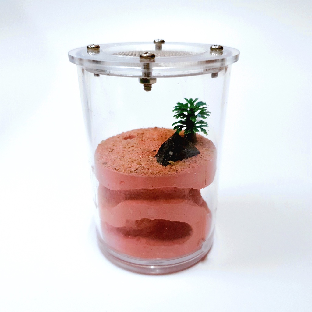 Mini กระบอก Formicarium - Ant Keeping Ant Farm Ant Nest Ant Formicarium Ant Cages Ant Fooding The An