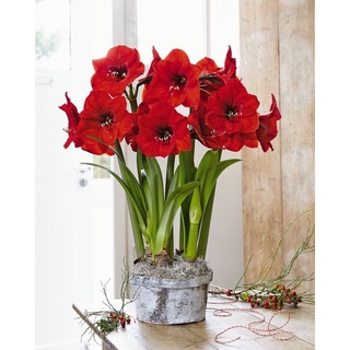 ว่าน Amaryllis Ferrari (Hippeastrum) หัวว่านสี่ทิศพันธุ์ FERRARI ว่านสี่ทิศสายพันธุ์ฮอลล์แลนด์พันธุ์ หัวใหญ่ 20-25 ซม.