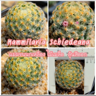 ขนนกเหลือง ส่งทั้งกระถาง Mammillaria Schiedeana (ไม้เมล็ดลุ้นสีดอก) [แคดตัส, กระบองเพชร, แมมขนนก, cactus]