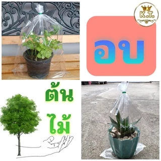 ถุงขนาดใหญ่ เนื้อ (PP ใส) ,ถุงอบต้นไม้ (1 กก.)