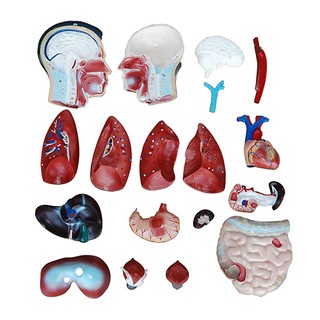 NKHC Anatomy model: NK- 201 หุ่นจำลองมนุษย์ครึ่งตัวเพศชาย ขนาด 85 เซนติเมตร ถอดประกอบได้ 19 ชิ้น