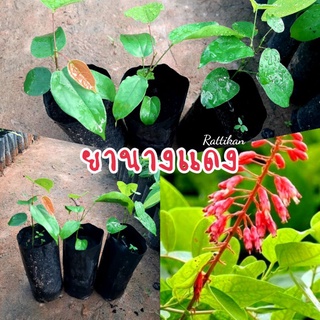 ยานางแดง🌱(เชต3ต้น69บาท)รับประกันสินค้าชำรุดเสียหาย