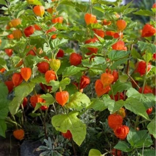 เมล็ดพันธุ์ เคพกูสเบอร์รี่ 500 เมล็ด เหลือง/แดง/ม่วง Cape Gooseberry เมล็ดโทงเทงฝรั่ง