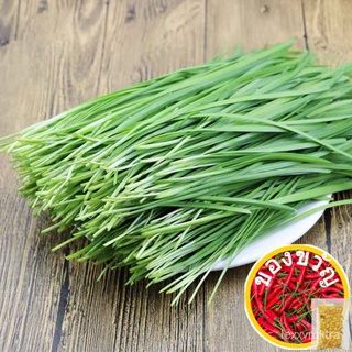 Vegetable Seeds Biji Benih Daun Kucai (120 seeds ) / กระเทียมเมล็ด / Chives Seeds苹果/seeds/上衣/通心菜/种子/手链/芹菜/头饰/母婴/香菜//กุหล