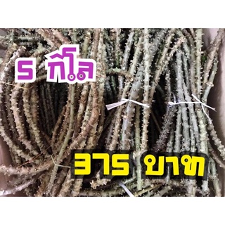 [5 กิโล] บอระเพ็ด สดจากต้น ตัดตามออเดอร์ น้ำหนัก 5 กิโลกรัม