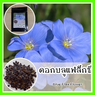 พร้อมส่ง ❗ รหัส 067 เมล็ดพันธุ์แท้ OP แท้  บลูเฟล็กซ์ - Blue Flax Flower ดอกไม้ป่า ดอกสีฟ้า ดอกเยอะ สวยงาม เมล็ดดอกไม้