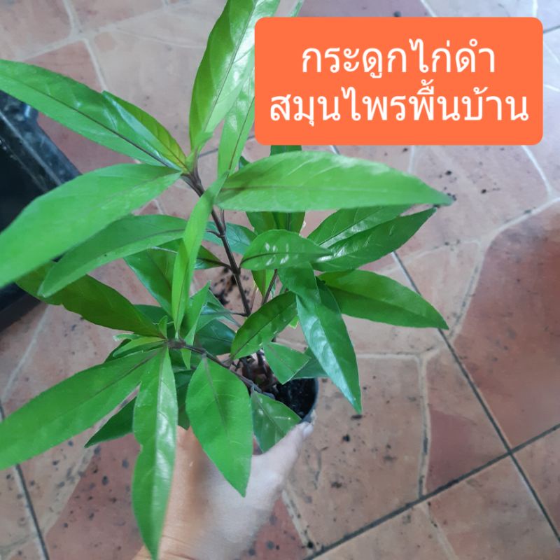 ต้นกระดูกไก่ดำ,ต้นกระดูกไก่แดง สมุนไพรพื้นบ้าน 3กระถาง100฿