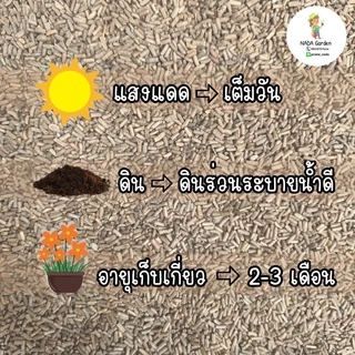 เมล็ดพันธุ์ ดอกกระดาษ คละสี 300เมล็ด (straw flower 300seed)