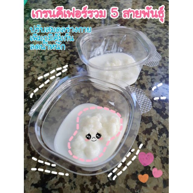 ❌COD❌คีเฟอร์นม คีเฟอร์ บัวหิมะธิเบต kefir ❤คีเฟอร์รวม 5 สายพันธุ์❤💪ตุรกี💪อังกฤษ💪ธิเบต💪อเมริกา💪รัสเซี