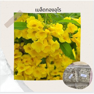 🌱เมล็ดทองอุไร ดอกสวย บานสะพรั่ง จำนวน 50+เมล็ด💛