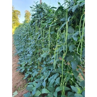 ถั่วฝักยาว เมล็ดขาว เพชรหยกพลัส Yard Long Bean พญานาค ถั่วไร้ใบ