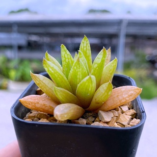 shirasaki variegata. A014 (ชิราสากิ)