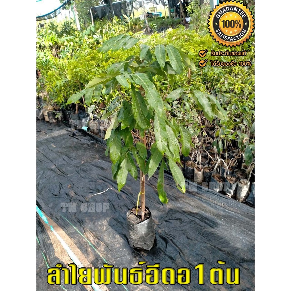 ลำไยอีดอ  ต้นเสียบยอด โตเร็ว สินค้าพร้อมส่ง  รับประกันจากสวนหากเสียหาย