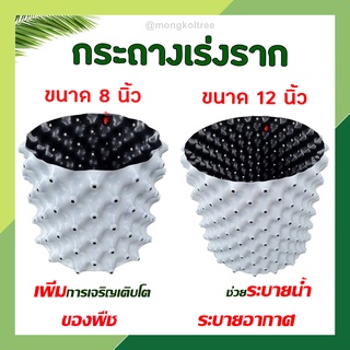 กระถางเร่งราก Air Pot สีขาว HDPE หนาแข็งแรง ขนาด 8 นิ้ว / 12 นิ้ว รากงอกไว แข็งแรง ระบายน้ำได้ดี กระถางต้นไม้เร่งราก