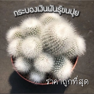 [ถูกที่สุด]เเคคตัสกระบองเงินกอขนสีขาวล้วน Notocactus scopa กระบองเพชรฟอร์มกอ cactus