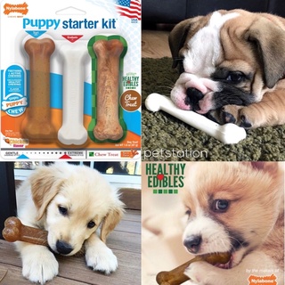 Nylabone Starter Kit ของเล่นขัดฟัน