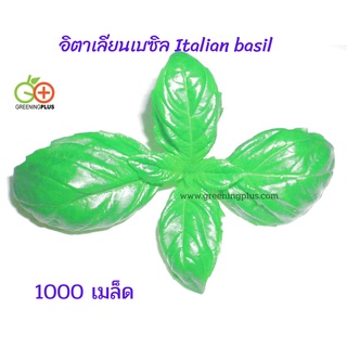 อิตาเลียนเบซิล Italian basil 1000 เมล็ด