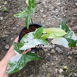 เงินไหลมาด่างขาว 🪴(syngonium albo variegata) กระถาง5นิ้ว