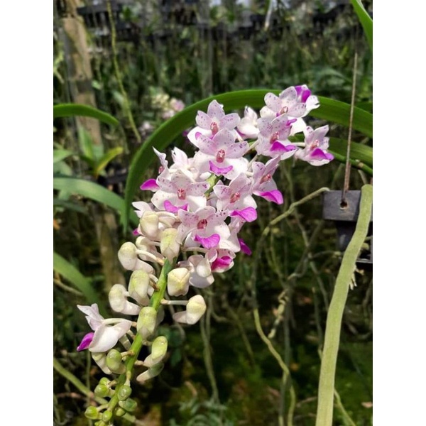 กล้วยไม้ช้างช่อชะลูด ลูกผสมช้างกับไอยเรศ ช่อแน่นยาว มีกลิ่นหอม ให้ดอกช่วงปลายหนาวต้นร้อน กุมภา-มีนา - รูปที่ 2