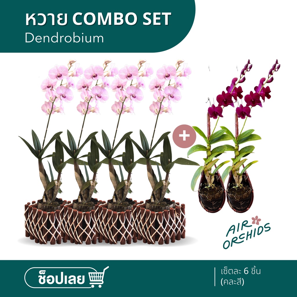 COMBO SET (หวายตั้งโต๊ะ 4 ชิ้น+หวายตะกร้อ 2 ชิ้น) - คละสี