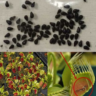 ขายส่ง 100 เมล็ด เมล็ดต้นกาบหอยแครง Dionaea Musci-Pula กาบหอยแครง Venus Flytrap วีนัส ฟลายแทรป ต้นไม้กินแมลง พืชกินแมลง